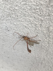 Enicospilus americanus-complex