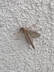 Enicospilus americanus-complex