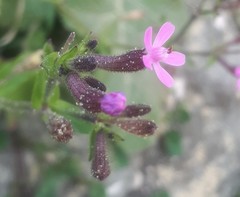 Silene fuscata