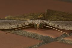 Pareumelea eugeniata