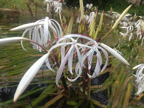 Water Onion (Crinum thaianum)