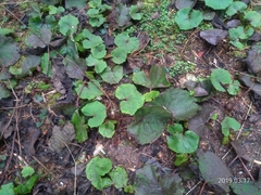 Petasites formosanus