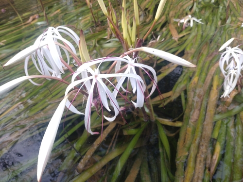 Image of Crinum thaianum by (c) Utain Pummarin, some rights reserved (CC BY)