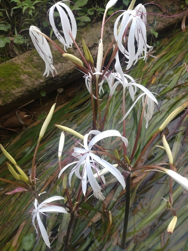 Image of Crinum thaianum by (c) Utain Pummarin, some rights reserved (CC BY)