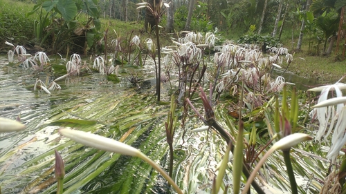 Crinum thaianum, photograph 3