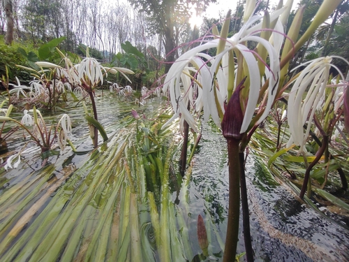 Image of Crinum thaianum by (c) Utain Pummarin, some rights reserved (CC BY)