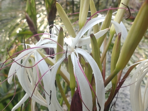 Crinum thaianum, photograph 5