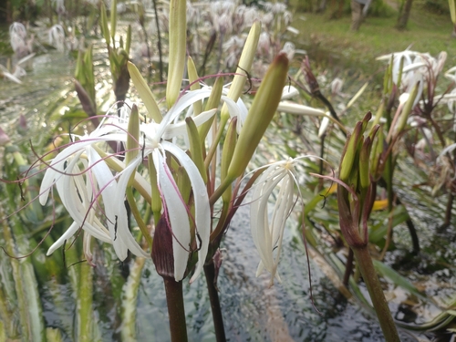 Crinum thaianum, photograph 6