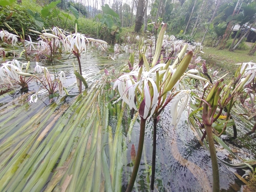 Image of Crinum thaianum by (c) Utain Pummarin, some rights reserved (CC BY)