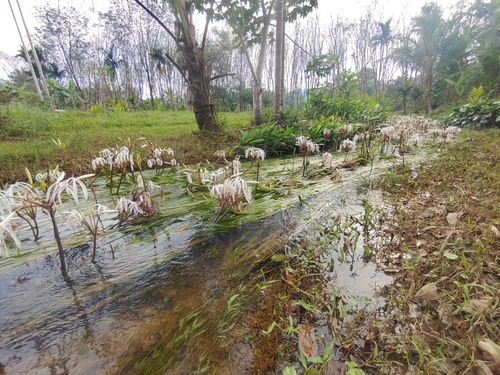 Image of Crinum thaianum by (c) Utain Pummarin, some rights reserved (CC BY)