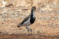 Vanellus tricolor