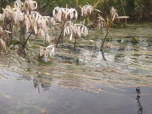Image of Crinum thaianum by (c) Utain Pummarin, some rights reserved (CC BY)