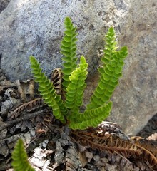 Polystichum andinum