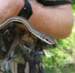 Psammophis subtaeniatus