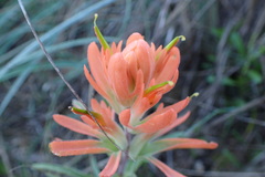 Castilleja lindheimeri