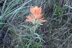 Castilleja lindheimeri