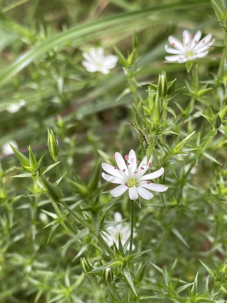 Prickly Starwort From Lysterfield Park Lysterfield VIC AU On October prickly-starwort-from-lysterfield-park-lysterfield-vic-au-on-october