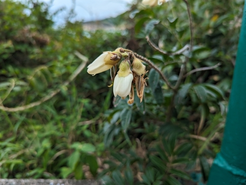 Nanhaia speciosa, photograph 2