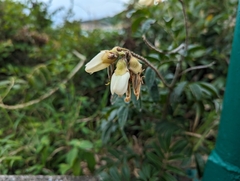 Nanhaia speciosa, photograph Kalvin Chan, CC BY, iNaturalist via GBIF