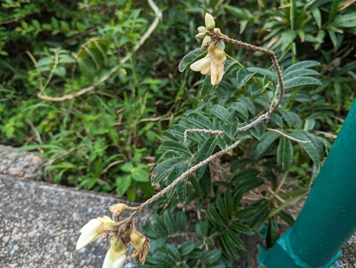 Image of Nanhaia speciosa by (c) Kalvin Chan, some rights reserved (CC BY)