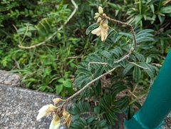 Nanhaia speciosa, photograph Kalvin Chan, CC BY, iNaturalist via GBIF