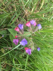 Pulmonaria officinalis