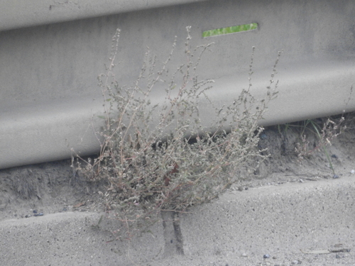 loboda tatárska (Atriplex tatarica)