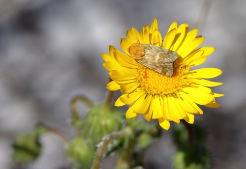 Fuller's flower moth photo 4