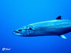 Scomberomorus regalis