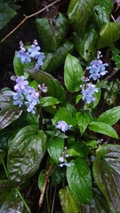 Omphalodes cappadocica