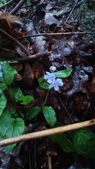 Omphalodes cappadocica