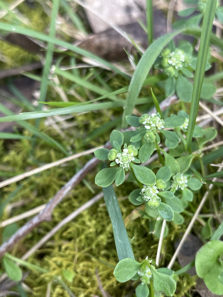 Small Poranthera From Lysterfield Park Lysterfield VIC AU On October small-poranthera-from-lysterfield-park-lysterfield-vic-au-on-october