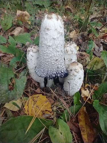 Coprinus comatus — (c) Tom Norton, some rights reserved (CC BY)