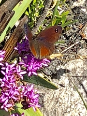 Pseudonympha hippia