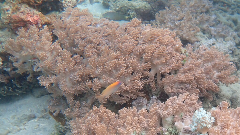 King Damselfish