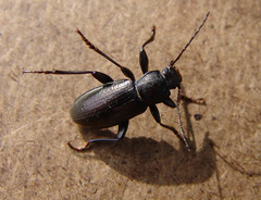 Helopini