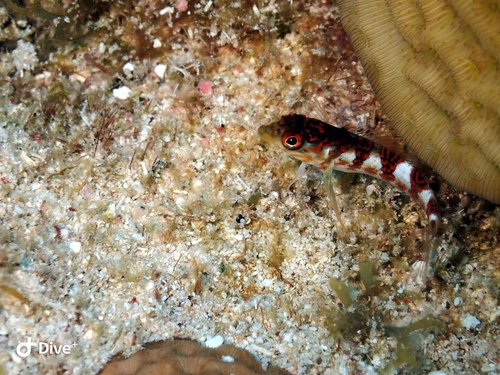 Malacoctenus triangulatus