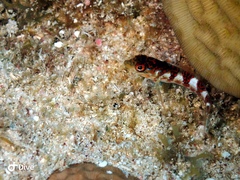 Malacoctenus triangulatus