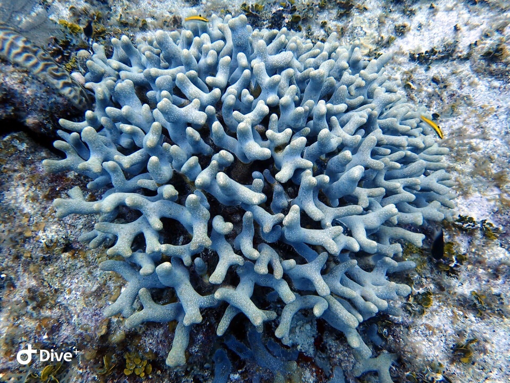 Thin Fingers Coral