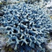 Thin Finger Coral - Photo (c) marique, some rights reserved (CC BY)