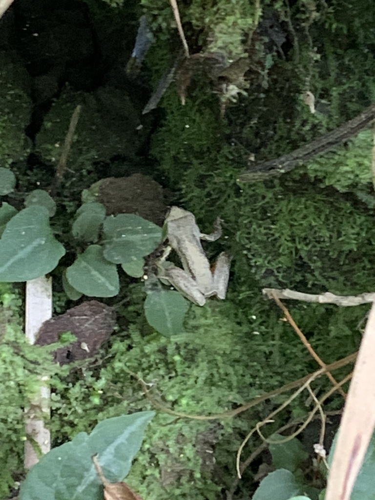 Southern Brown Tree Frog From Lysterfield Park Lysterfield VIC AU On southern-brown-tree-frog-from-lysterfield-park-lysterfield-vic-au-on