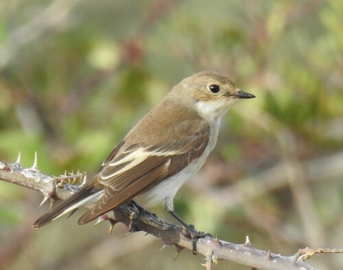 Papamoscas Cerrojillo (Ficedula hypoleuca)