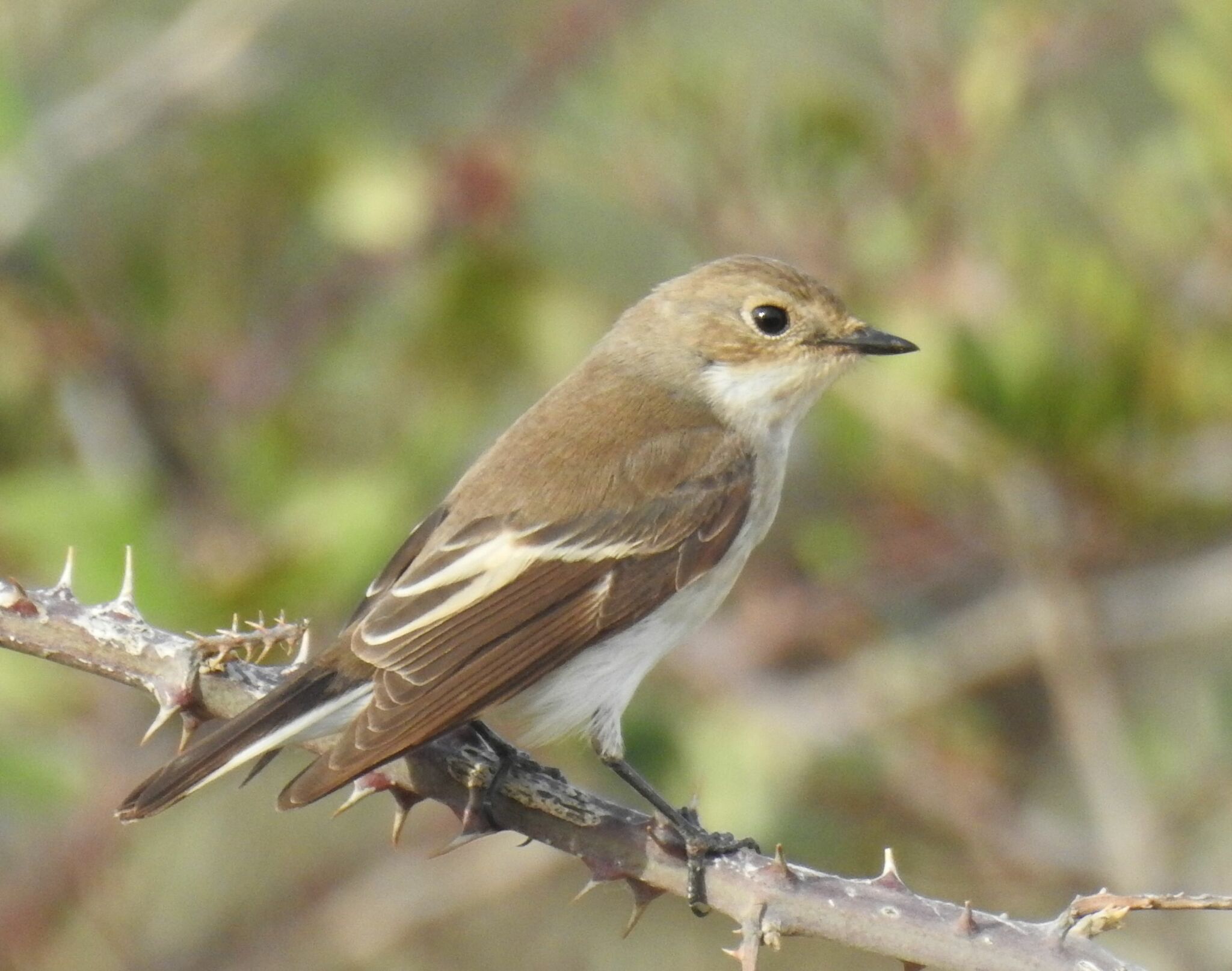 European Pied Flycatcher (Ficedula hypoleuca)