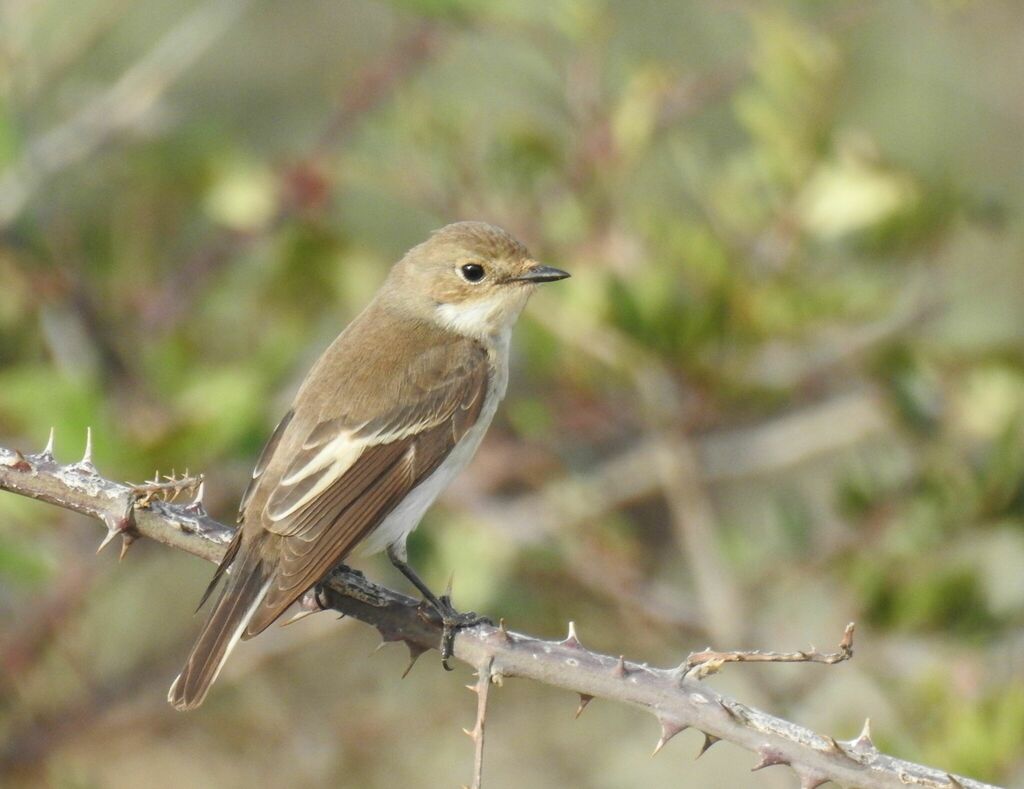 Gobe-mouche noir