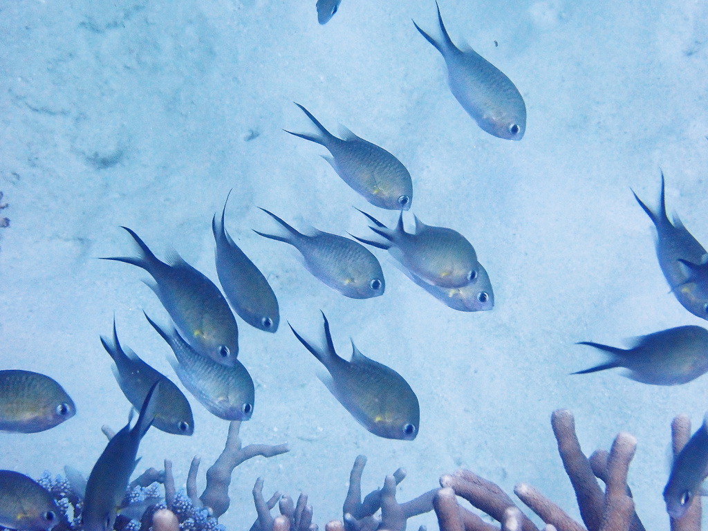 Ternate chromis