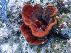 Cribrochalina vasculum