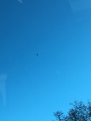 Ardea herodias herodias