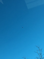 Ardea herodias herodias