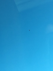 Ardea herodias herodias