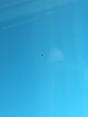 Ardea herodias herodias